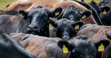 CREEPY: Texas Investigating Deaths of Six Cattle Found With Their Tounges Removed With No Blood Spilled | The Gateway Pundit | by Mike LaChance