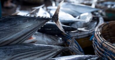 Environmental cash for fish: EU flashes green money to support Indian Ocean tuna grab