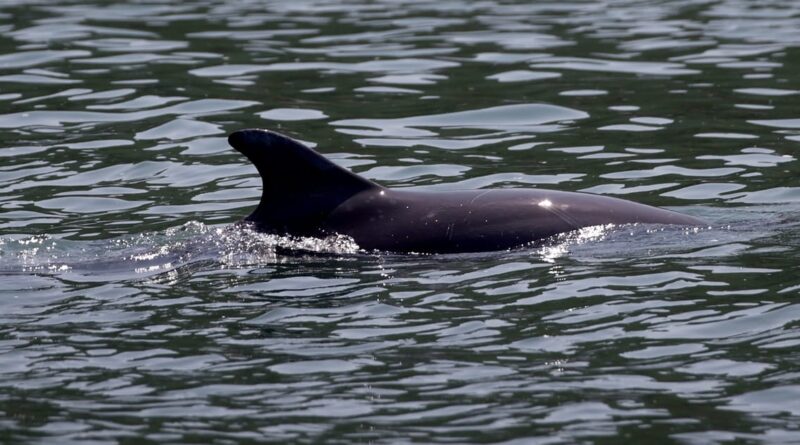 Putin conscripts more dolphins to guard key Russian naval base