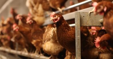 Scientists pinpoint gene that protects humans from bird flu