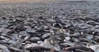 Thousands of Dead Fish Mysteriously Show Up On Texas Coast (VIDEO) | The Gateway Pundit | by Anthony Scott | 163