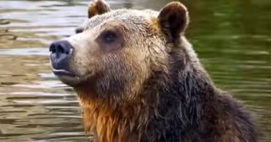 HORROR: Woman Found Dead in Montana Near Yellowstone National Park From Apparent Grizzly Bear Attack | The Gateway Pundit | by Mike LaChance