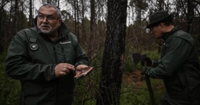 'Time bomb': Tree-killing bugs threaten France's lush forests - Times of India